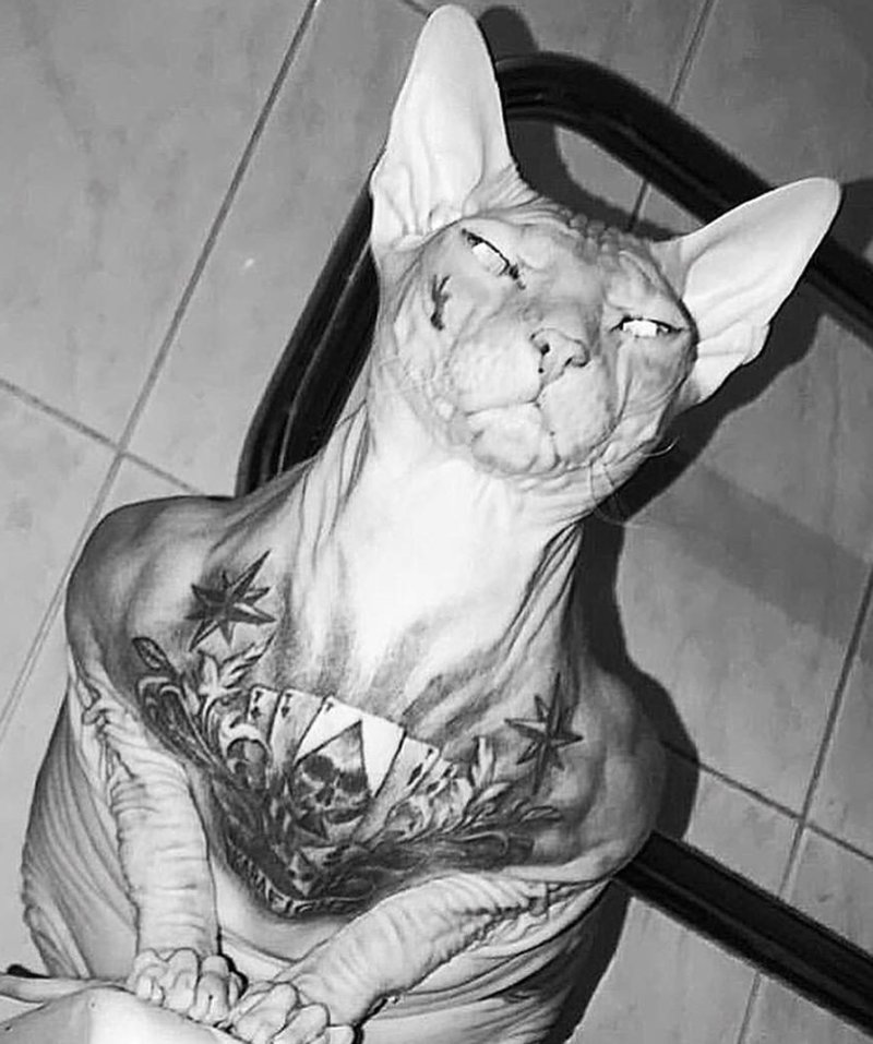 Katten Demon Katten Demon
